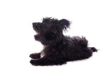 Çok güzel karışık doğurmak köpek üzerinde beyaz izole