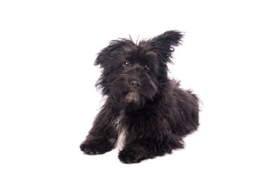 Çok güzel karışık doğurmak köpek üzerinde beyaz izole