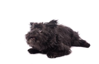 Çok güzel karışık doğurmak köpek üzerinde beyaz izole