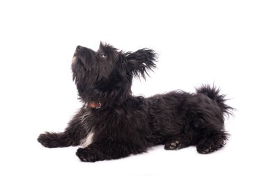 Çok güzel karışık doğurmak köpek üzerinde beyaz izole