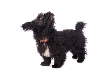 Çok güzel karışık doğurmak köpek üzerinde beyaz izole