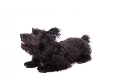 Çok güzel karışık doğurmak köpek üzerinde beyaz izole