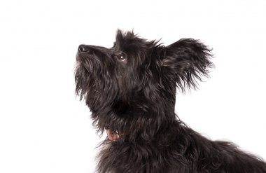 Çok güzel karışık doğurmak köpek üzerinde beyaz izole