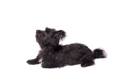 Çok güzel karışık doğurmak köpek üzerinde beyaz izole