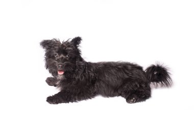 Çok güzel karışık doğurmak köpek üzerinde beyaz izole