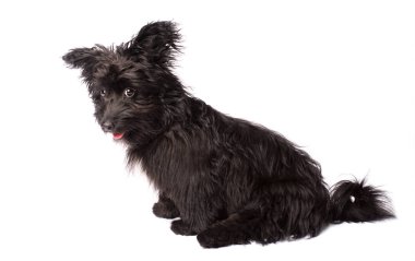 Çok güzel karışık doğurmak köpek üzerinde beyaz izole