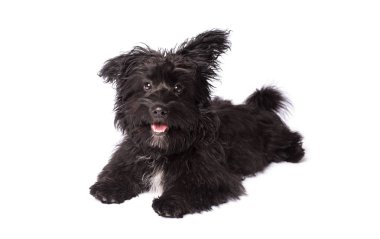 Çok güzel karışık doğurmak köpek üzerinde beyaz izole