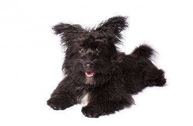 Çok güzel karışık doğurmak köpek üzerinde beyaz izole