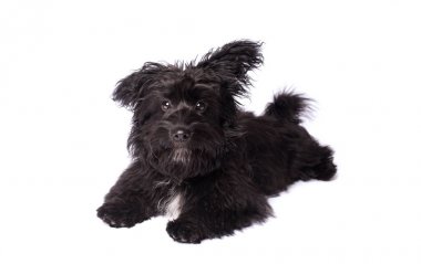 Çok güzel karışık doğurmak köpek üzerinde beyaz izole