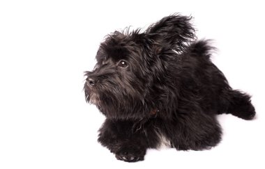 Çok güzel karışık doğurmak köpek üzerinde beyaz izole