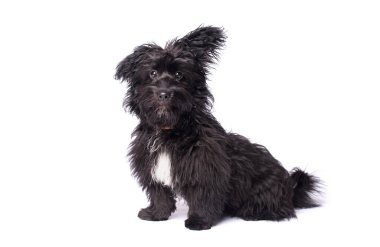 Çok güzel karışık doğurmak köpek üzerinde beyaz izole