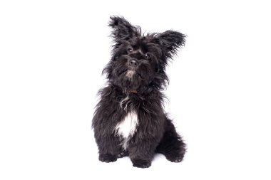 Çok güzel karışık doğurmak köpek üzerinde beyaz izole