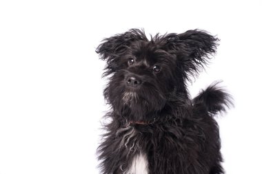 Çok güzel karışık doğurmak köpek üzerinde beyaz izole