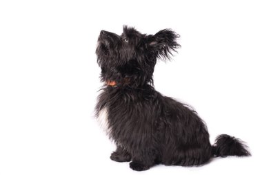 Çok güzel karışık doğurmak köpek üzerinde beyaz izole