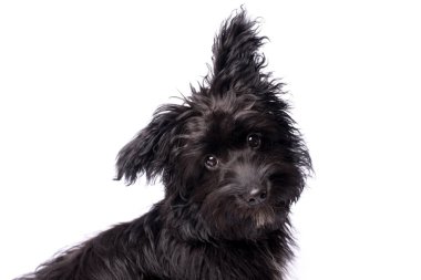 Çok güzel karışık doğurmak köpek üzerinde beyaz izole