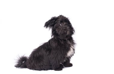 Çok güzel karışık doğurmak köpek üzerinde beyaz izole