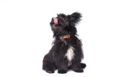 Çok güzel karışık doğurmak köpek üzerinde beyaz izole