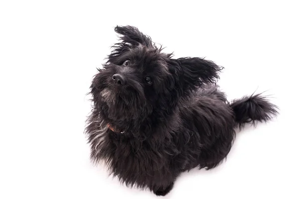Adorable mixed breed dog isolated on white — Stock Photo, Image