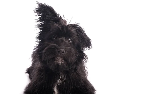 Adorabile cane di razza mista isolato su bianco — Foto Stock