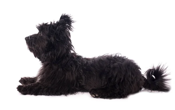 Adorable perro de raza mixta aislado en blanco —  Fotos de Stock