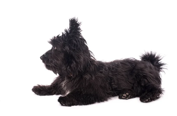 Adorável mestiço cão isolado no branco — Fotografia de Stock