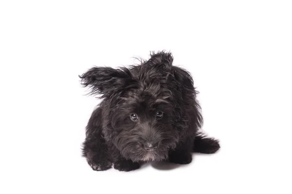 Adorabile cane di razza mista isolato su bianco — Foto Stock