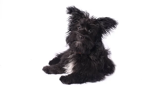 Adorabile cane di razza mista isolato su bianco — Foto Stock