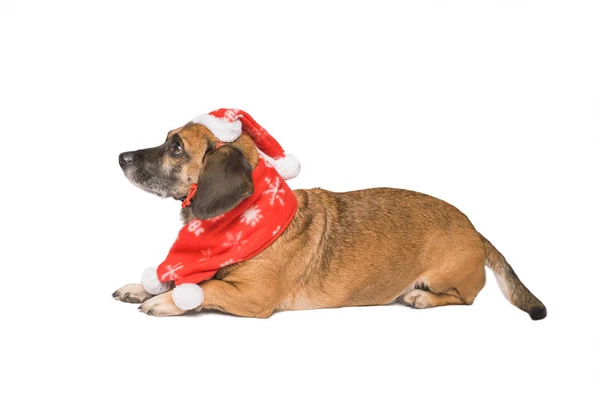Cão em um chapéu de Natal isolado em branco — Fotografia de Stock