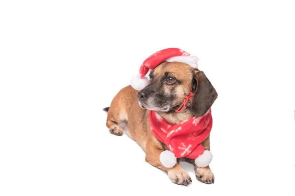 クリスマスの帽子を白で隔離犬 — ストック写真