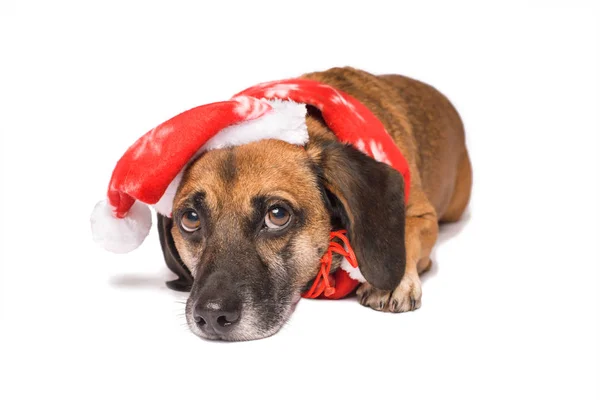 クリスマスの帽子を白で隔離犬 — ストック写真