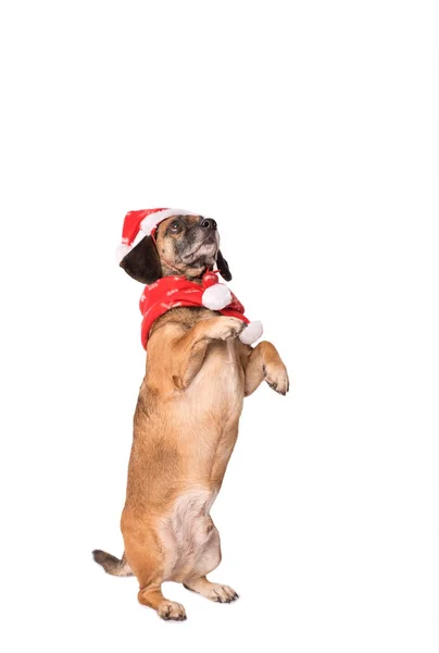 Hond in een kerstmuts geïsoleerd op wit — Stockfoto