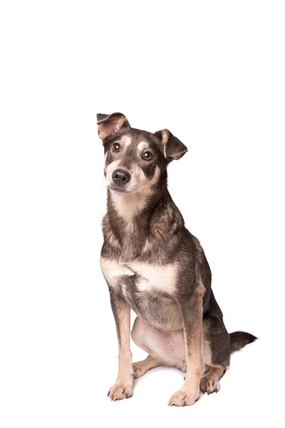 Portrait photo of an adorable mongrel dog isolated on white — Stock Photo, Image