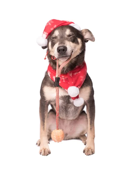 クリスマスの帽子を白で隔離犬 — ストック写真