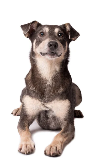 Portrait photo of an adorable mongrel dog isolated on white — Stock Photo, Image