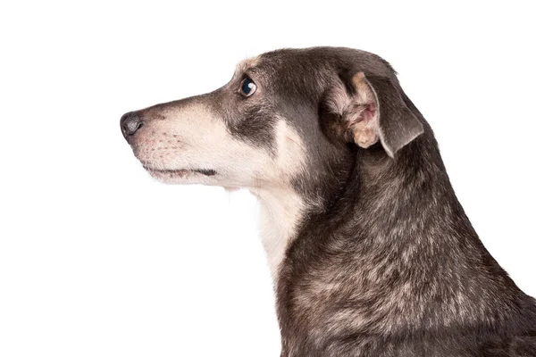 Çok güzel bir melez köpek üzerinde beyaz izole portre fotoğrafı — Stok fotoğraf