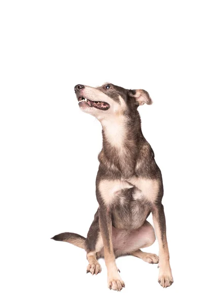 Portrait photo of an adorable mongrel dog isolated on white — Stock Photo, Image