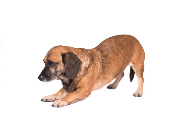 Chien bâtard s'étirant sur fond blanc — Photo