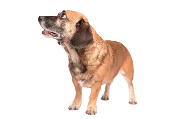 Portraitfoto eines entzückenden Mischlingshundes isoliert auf Weiß — Stockfoto