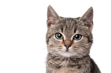 Sevimli kedi bir ahşap arka plan üzerinde izole