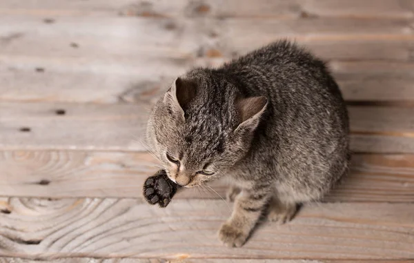 Rozkošná šedá kočka nima na dřevěné — Stock fotografie