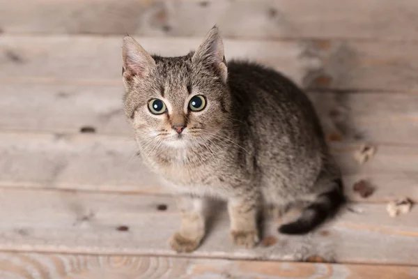 Entzückende graue Katze sitzt auf einem hölzernen — Stockfoto
