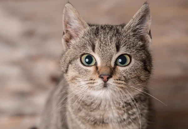 Entzückende graue Katze sitzt auf einem hölzernen — Stockfoto