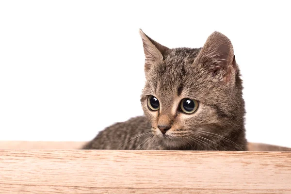 나무 상자에 회색 고양이 — 스톡 사진