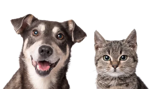 Kedi ve köpek birlikte beyaz izole