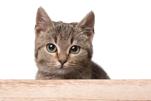 Gatto grigio nella scatola di legno — Foto Stock