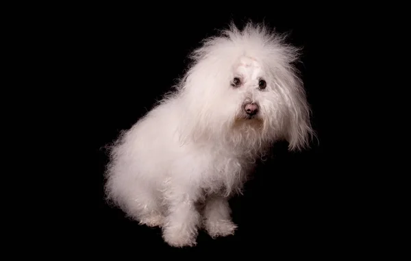 Bichon σκυλί μπολονέζ απομονώνονται σε μαύρο φόντο — Φωτογραφία Αρχείου