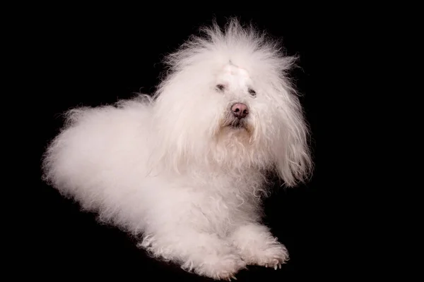 Bichon bolognese hond geïsoleerd op zwarte achtergrond — Stockfoto