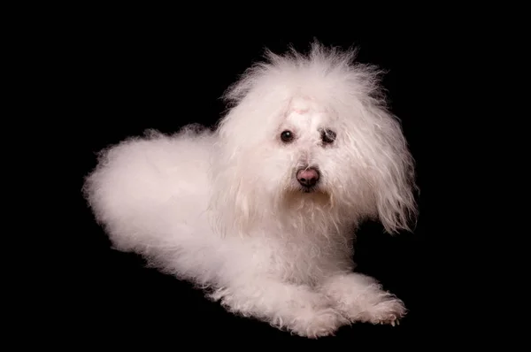 Bichon bolognese dog isolated on black background Royalty Free Stock Photos