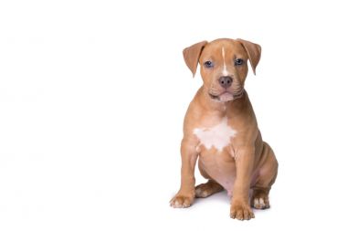 Amerikan staffordshire terrier üzerinde beyaz izole