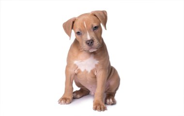 Amerikan staffordshire terrier üzerinde beyaz izole